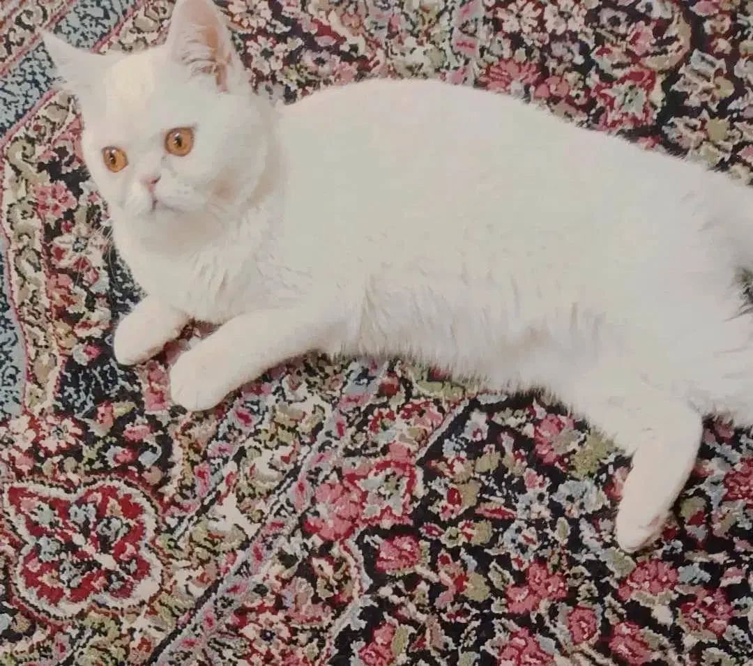 گربه پرشین عروسکی|گربه|کرمان, |دیوار