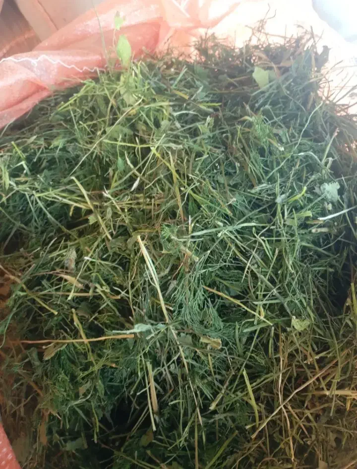 فروش شوید|خوردنی و آشامیدنی|جنت, |دیوار