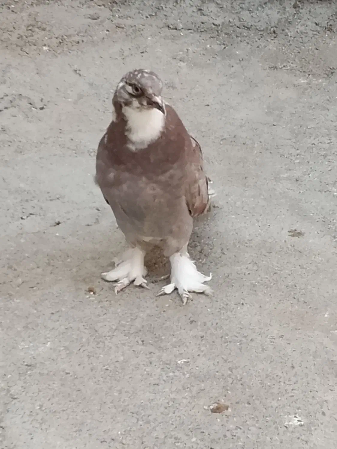 کفتر|پرنده|نقده, |دیوار