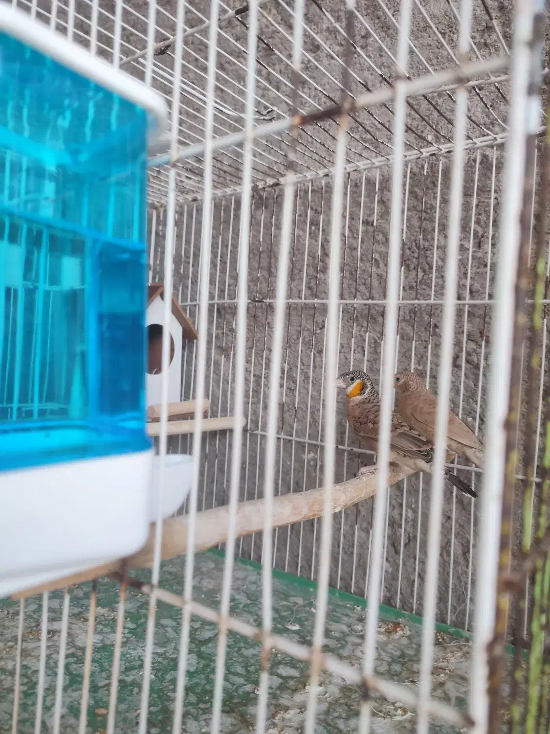 فنچ گلو بریده حنایی زبان زرد ۲۶۰۰|پرنده|لامرد, |دیوار