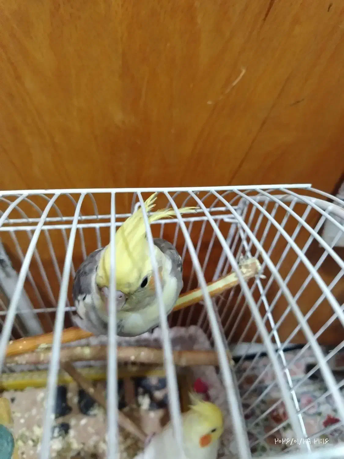 عروس هلندی|پرنده|قم, شهرک امام حسن|دیوار