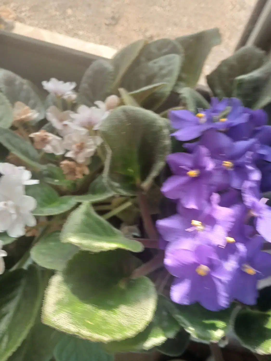 گل بنفشه|گل و گیاه طبیعی|شاندرمن, |دیوار