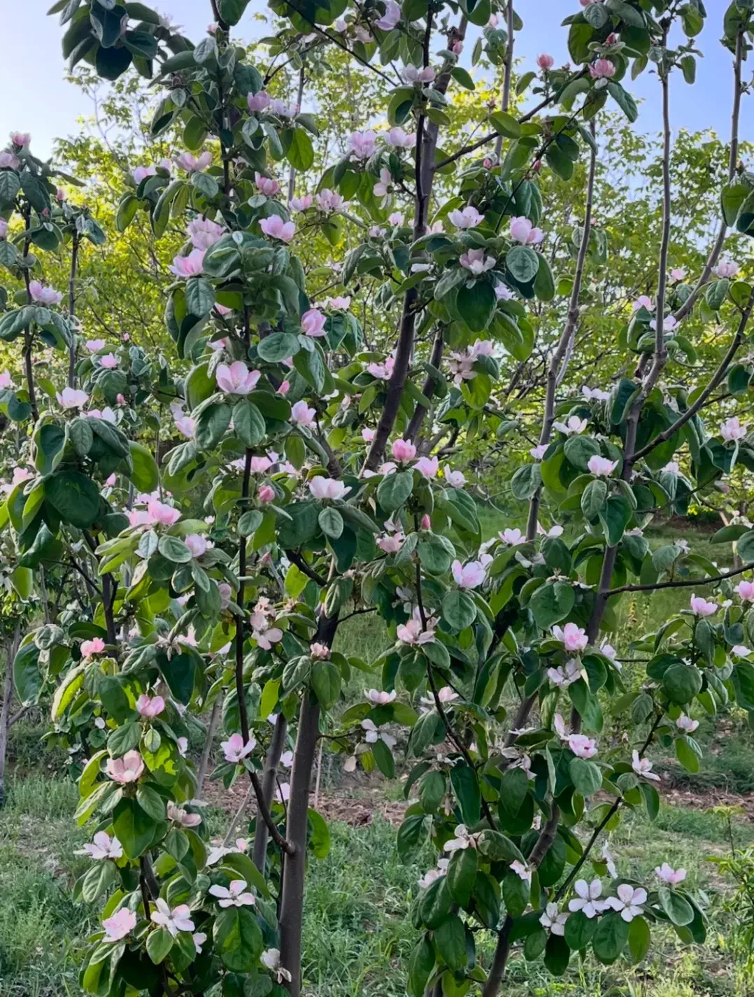 فروش باغ ثمری|فروش زمین و ملک کلنگی|سپیدان, |دیوار