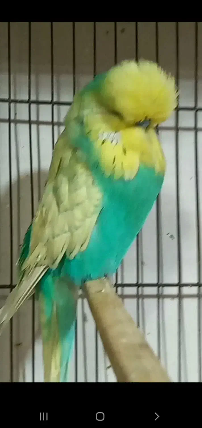 مرغ عشق انگلیسی اروپایی|پرنده|تهران, گلستان (شهرک راه آهن)|دیوار