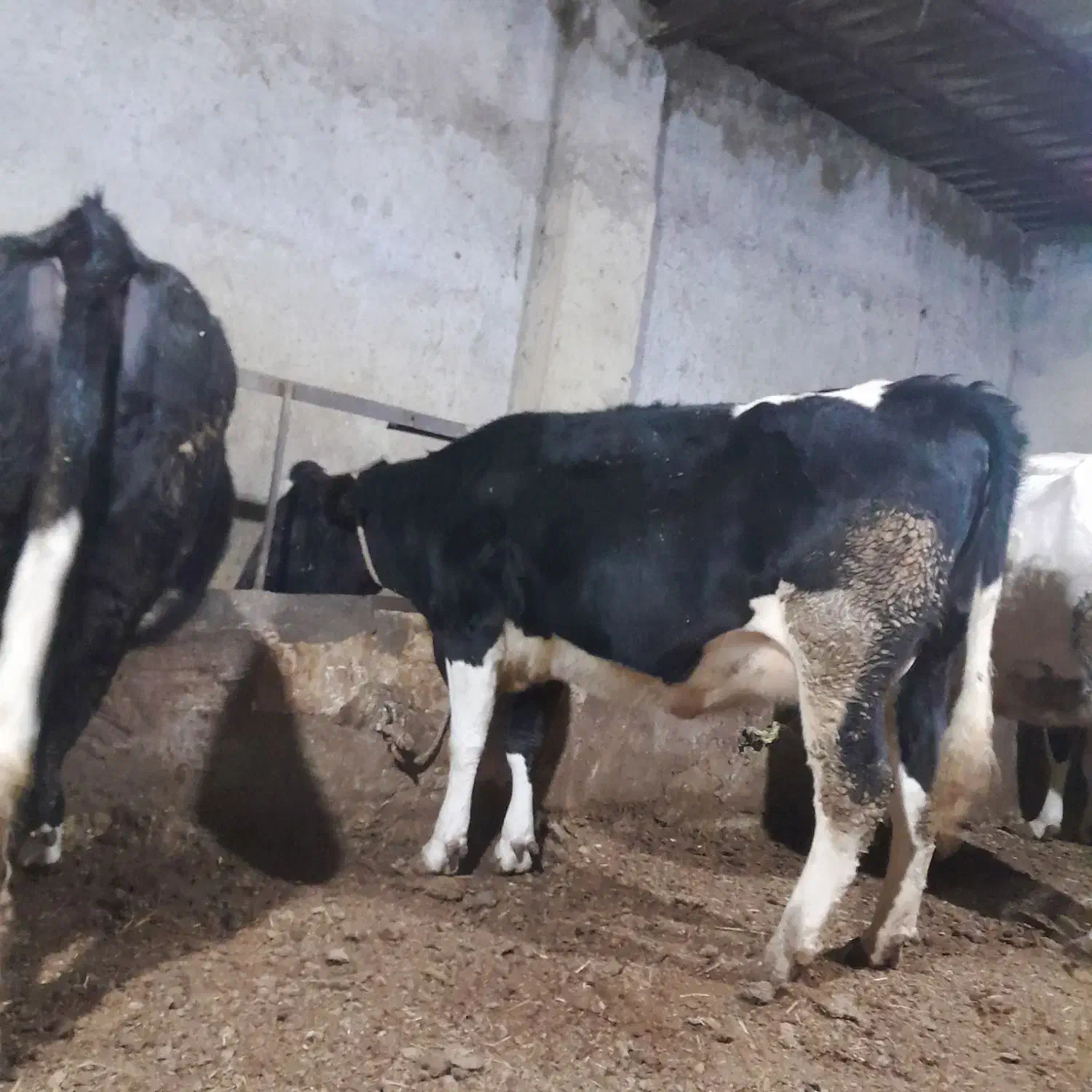 گاو شیری|حیوانات مزرعه|نوشین شهر, |دیوار