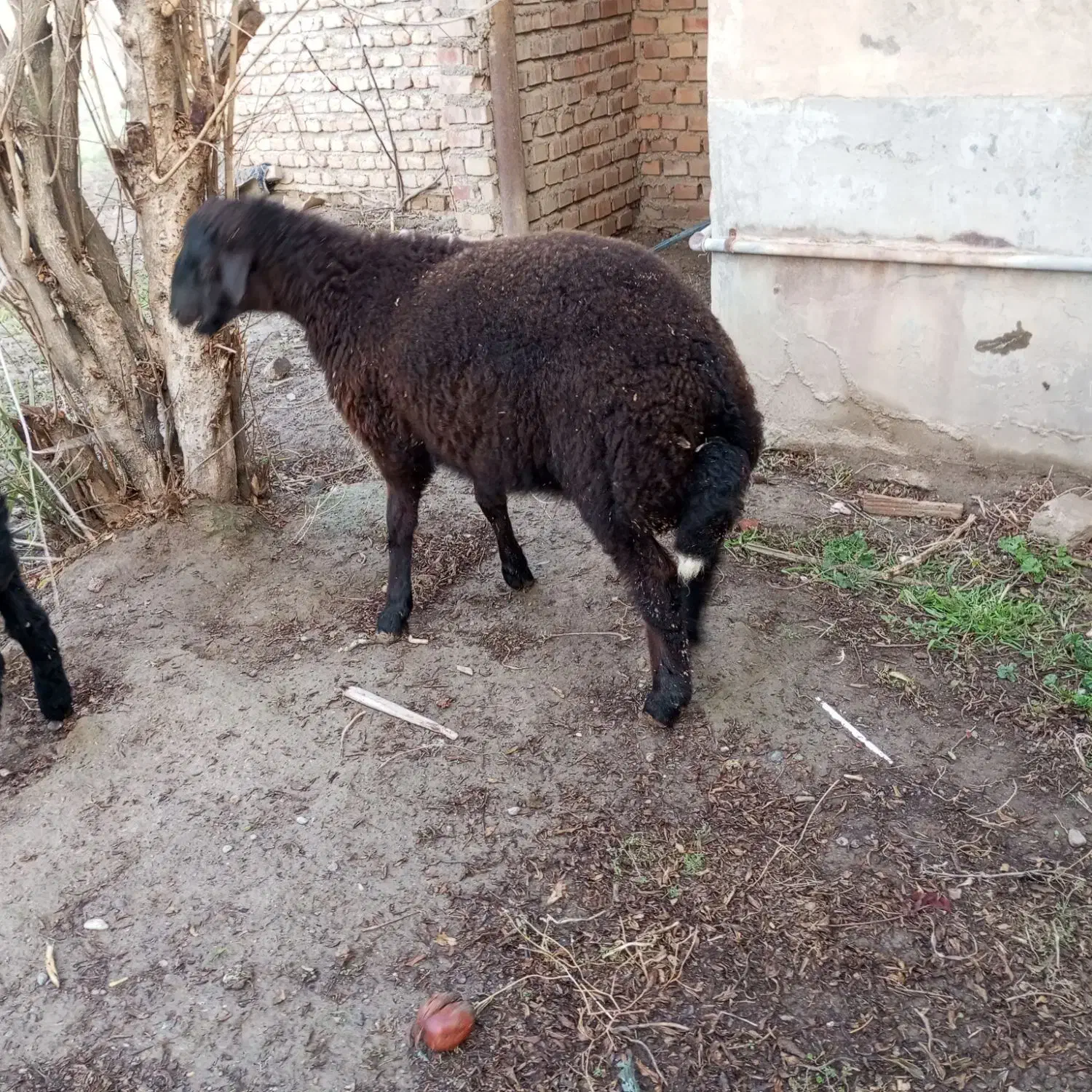 بره نر|حیوانات مزرعه|آق قلا, |دیوار