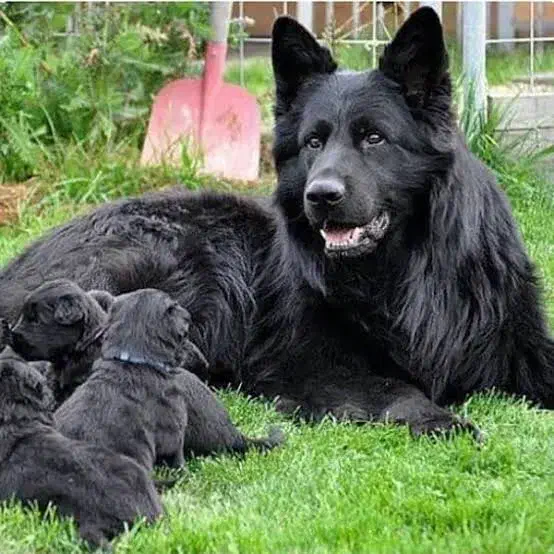 سگ ژرمن|سگ|بندرعباس, |دیوار