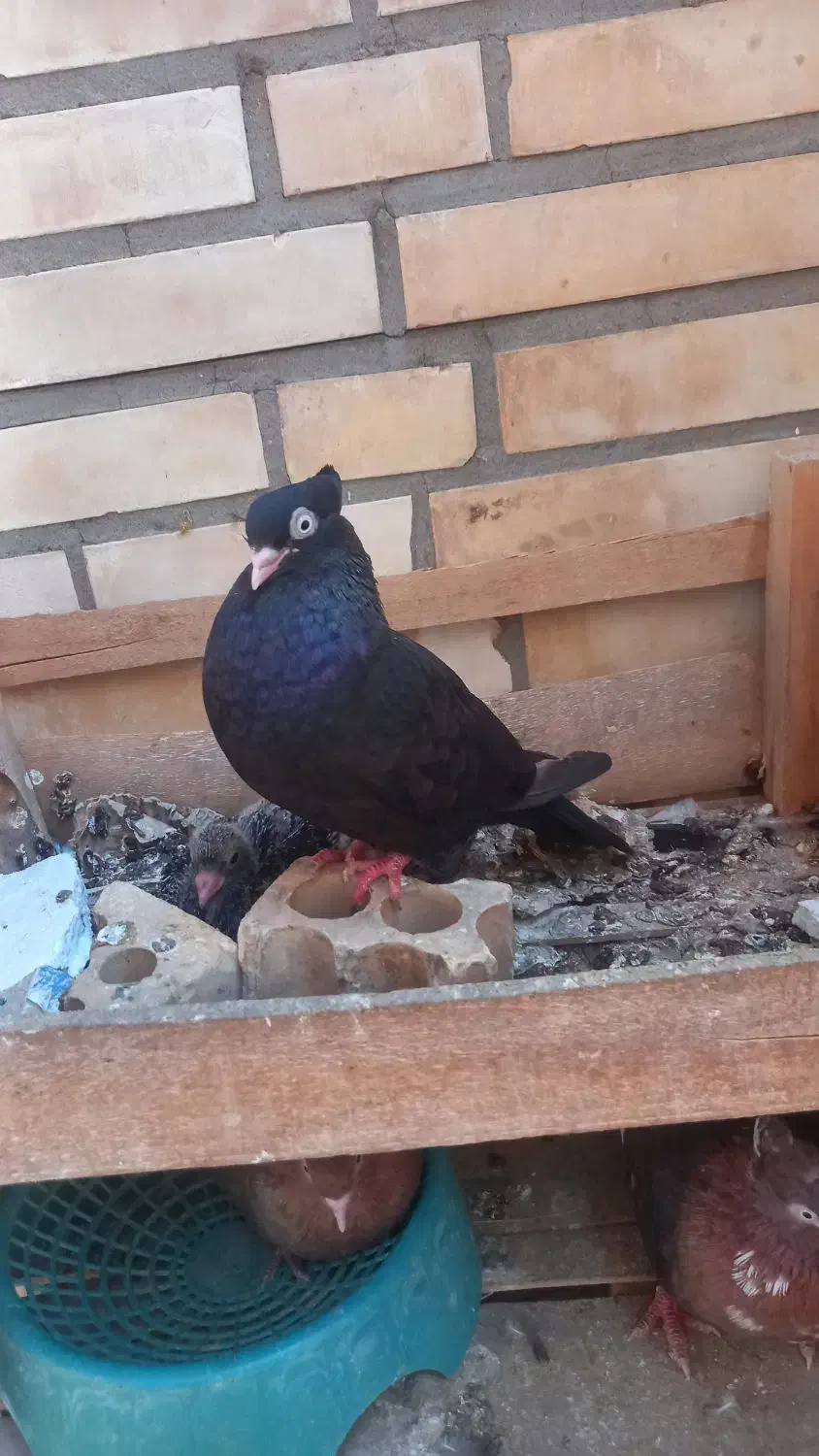 کبوتر زاغ آبادانی|پرنده|اهواز, کوی رمضان|دیوار