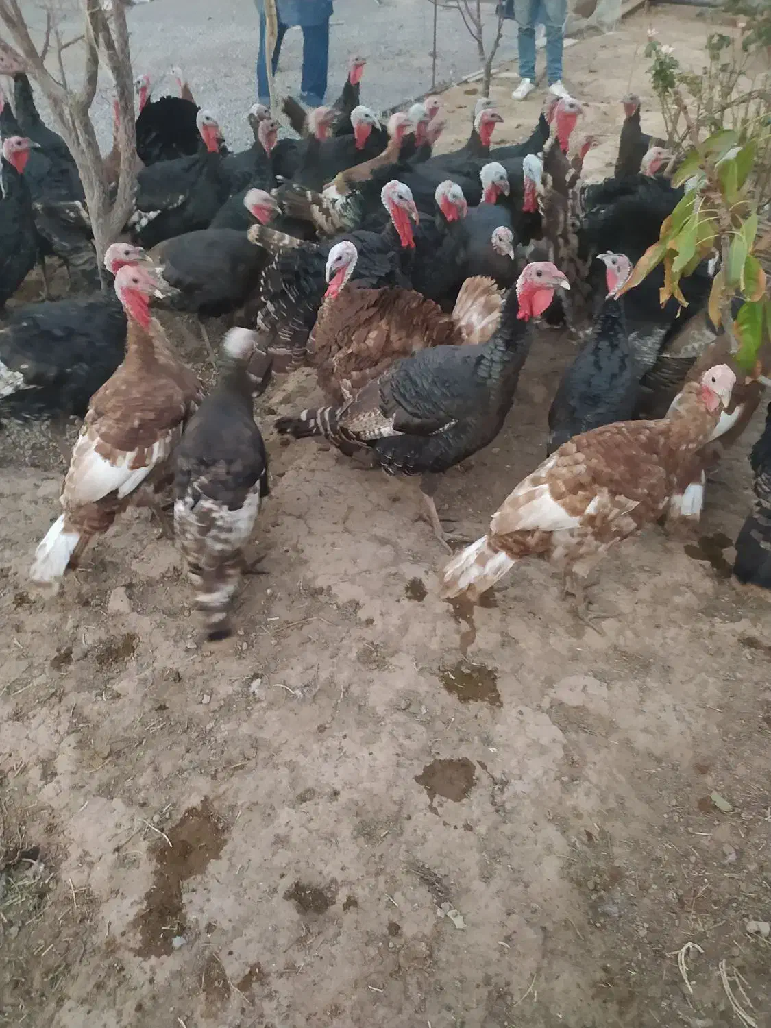 فروش بوقلمون محلی عمده خورده|حیوانات مزرعه|بوکان, |دیوار