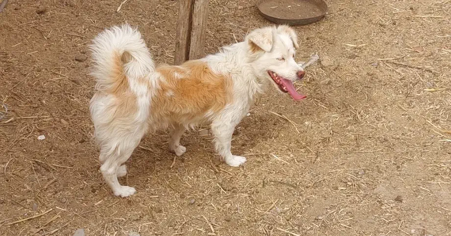 پاکوتاه اشپیتز نر معاوضه|سگ|تربت جام, جامرود|دیوار