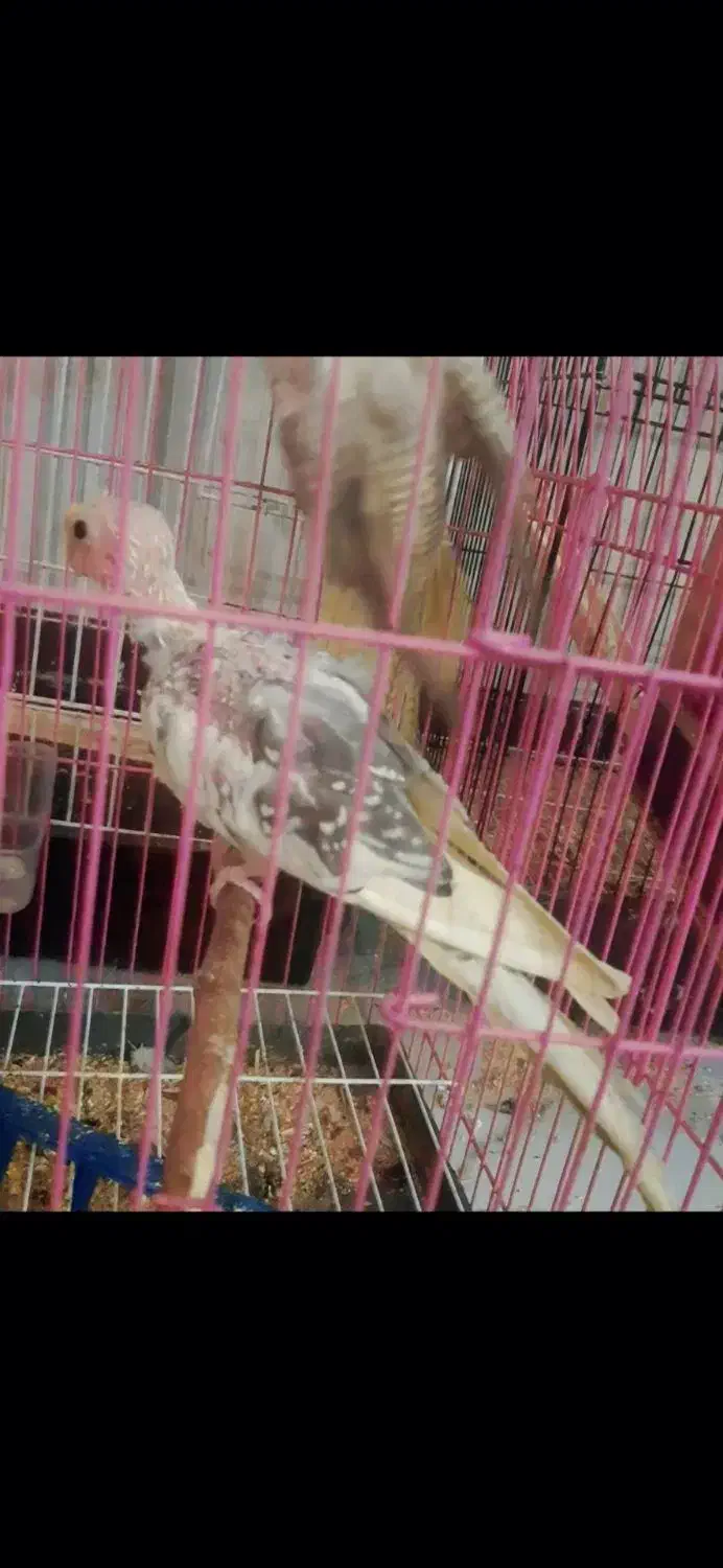 حراج ۶ تا عروس هلندی با قفس فقط 3500 معاوضه دارم|حراج|علیآباد کتول, |دیوار