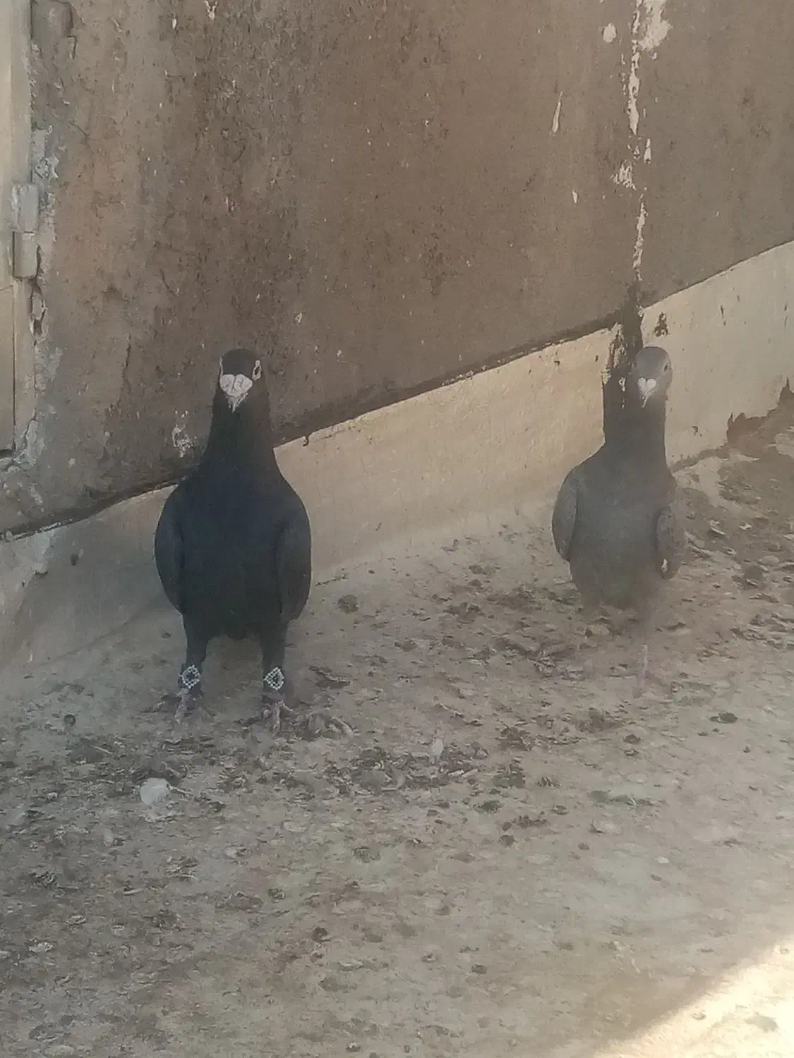 کبوتر|پرنده|تربت‌حیدریه, حاجی یار‎|دیوار