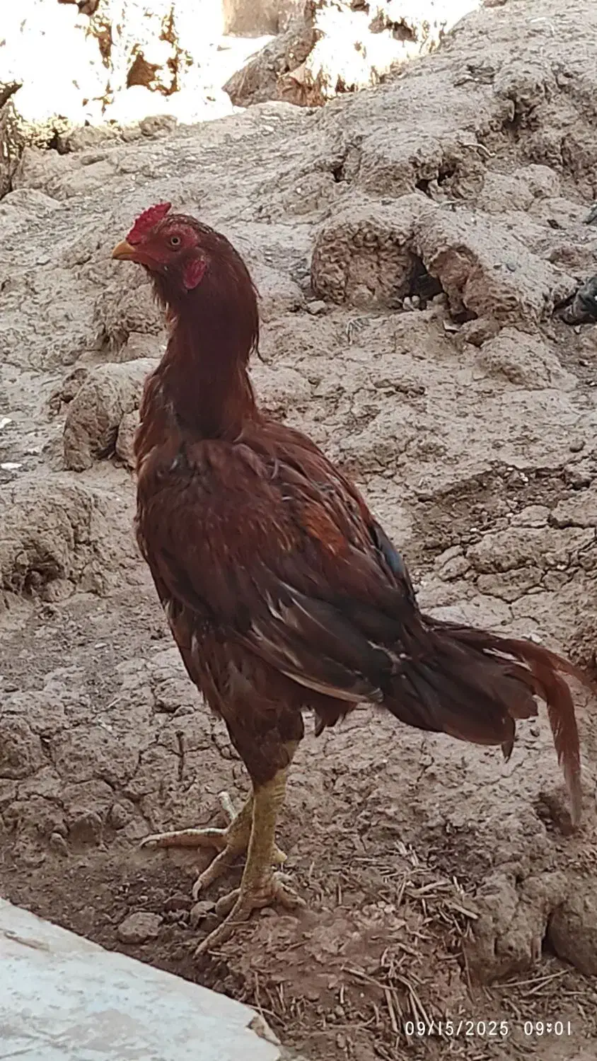 خروس و مرغ لاری|حیوانات مزرعه|قزوین, |دیوار