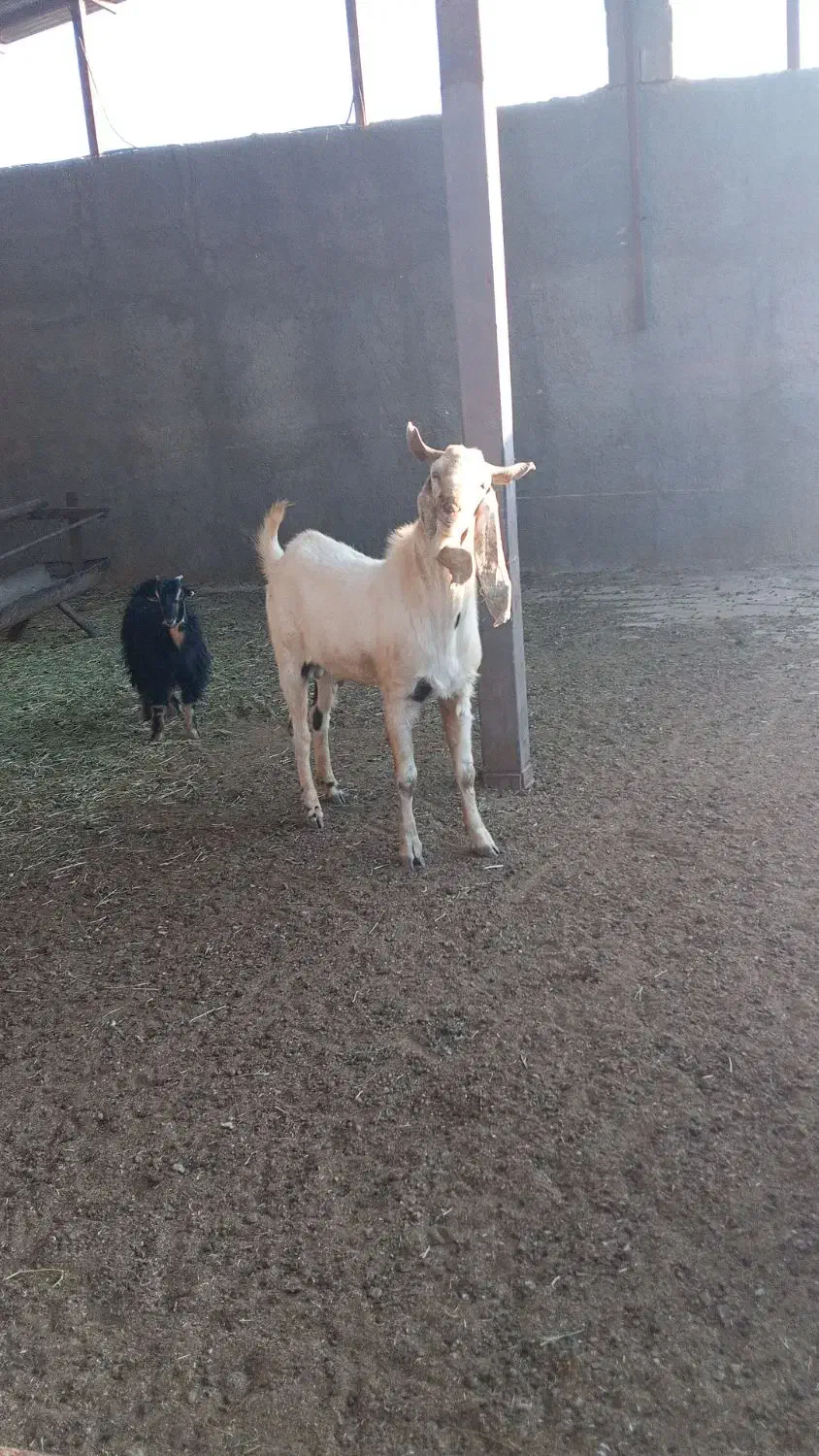 چپش|حیوانات مزرعه|بانش, |دیوار