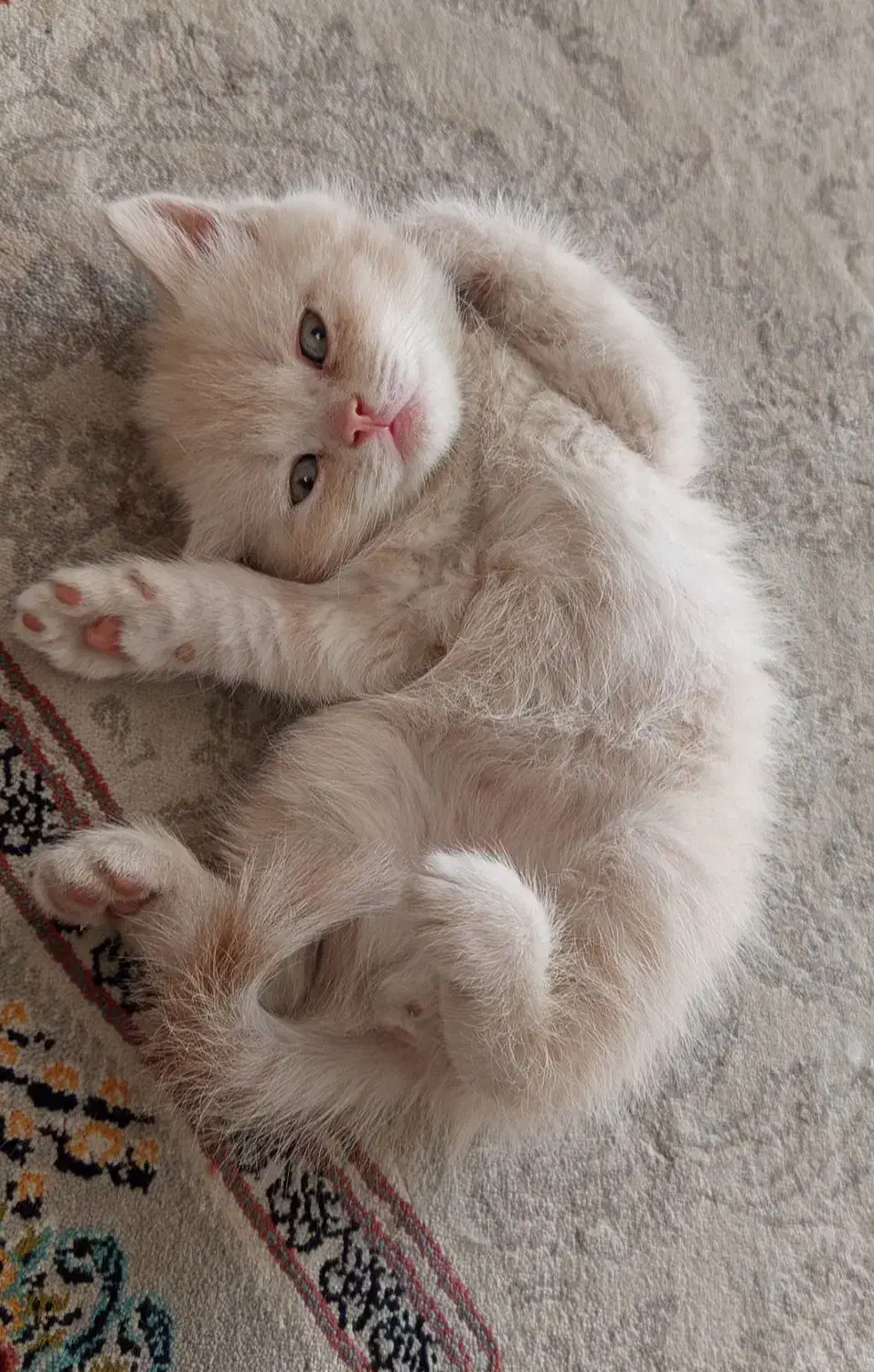 پرشین|گربه|کرمان, |دیوار