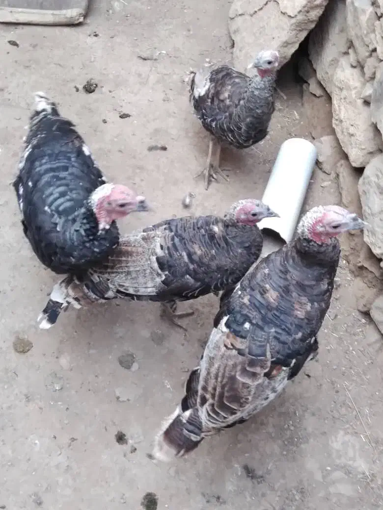 ۴تا بوقلمو محلی|حیوانات مزرعه|ماکو, |دیوار