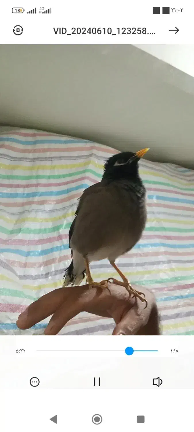 فروش مرغ مینا|پرنده|سقز, |دیوار