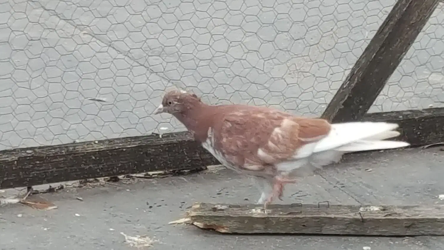 جوجه کبوتر بام ندیده|حیوانات|رشت, امین الضرب|دیوار