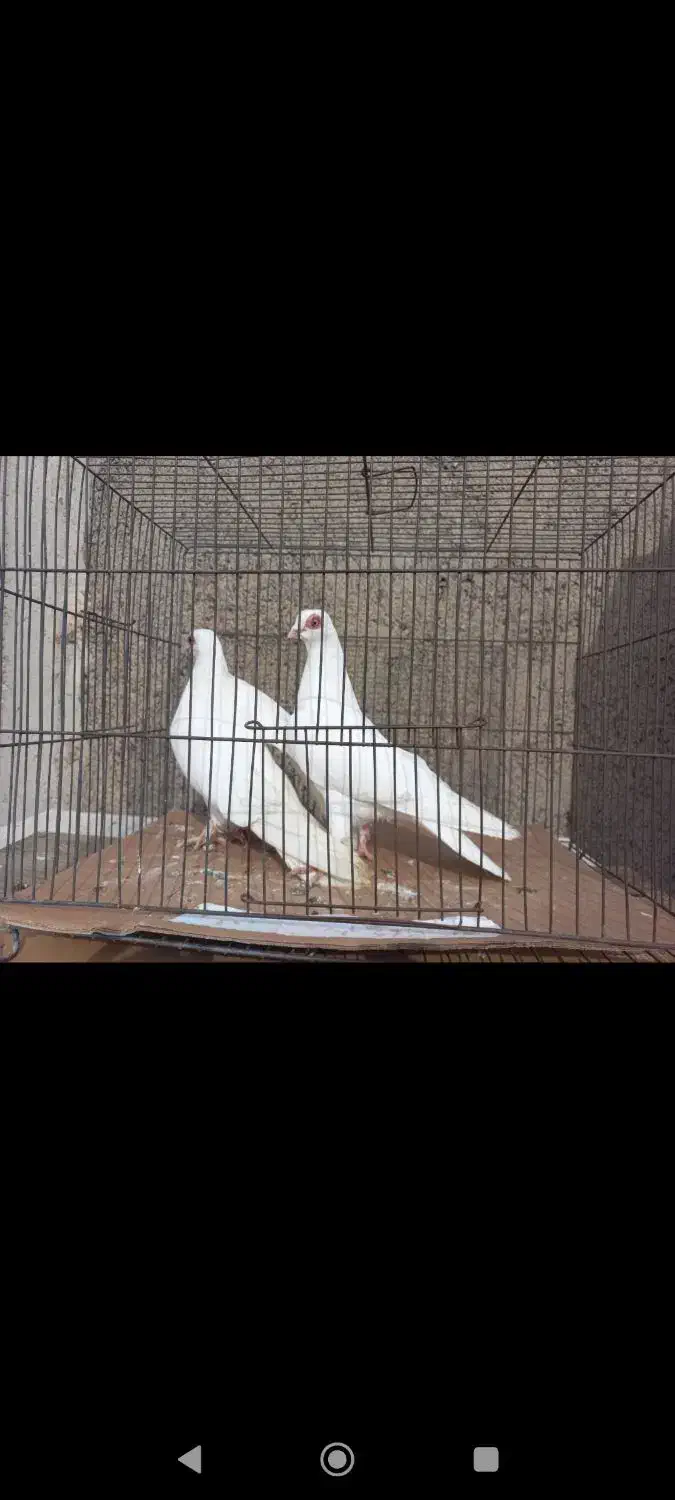 کبوتر قره کوینح|حیوانات|تبریز, |دیوار