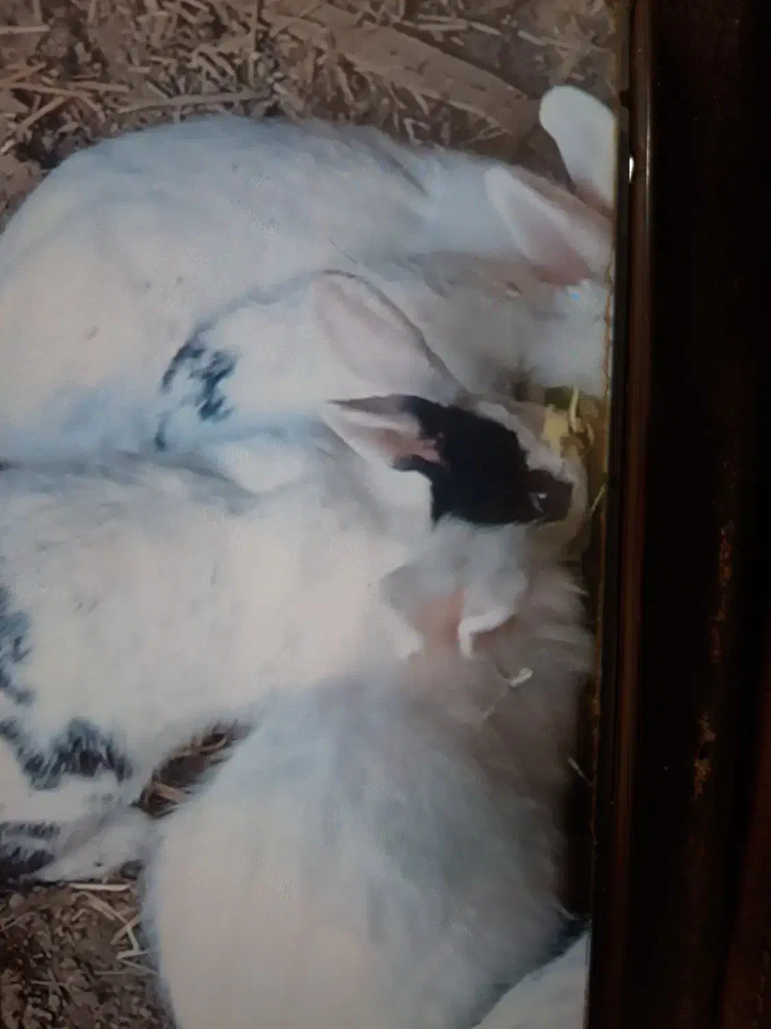 خرگوش|موش و خرگوش|خرمشهر, |دیوار