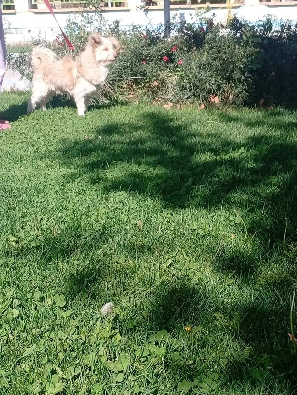 گم شده|حیوانات|خمین, |دیوار