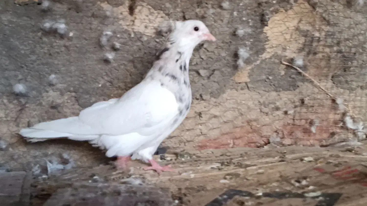 کبوتر سینه زرد بلژیکی و کله الماسی وطوقی لامرد|پرنده|لامرد, |دیوار