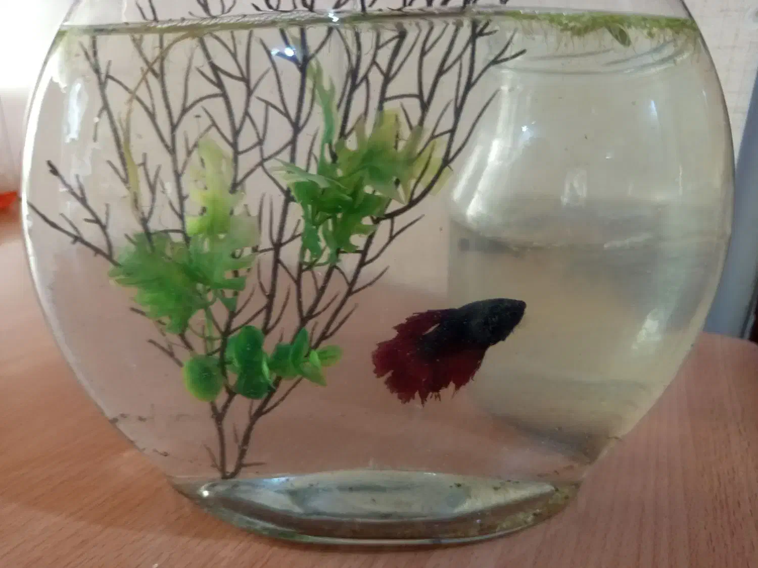 ماهی فایتر هافمون نروماده|ماهی|تهران, افسریه شمالی|دیوار