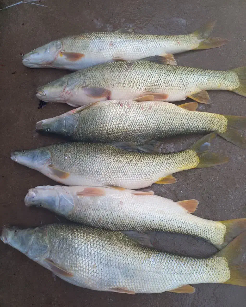 ماهی|ماهی|لردگان, |دیوار