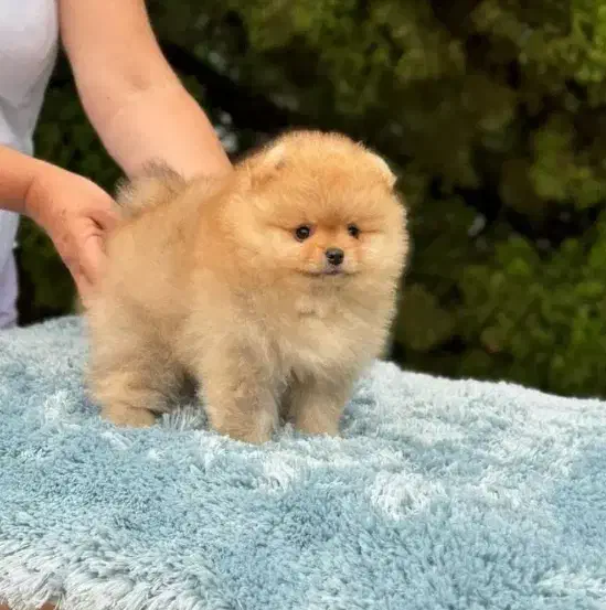 سگ پامرانین|سگ|مشهد, احمدآباد|دیوار