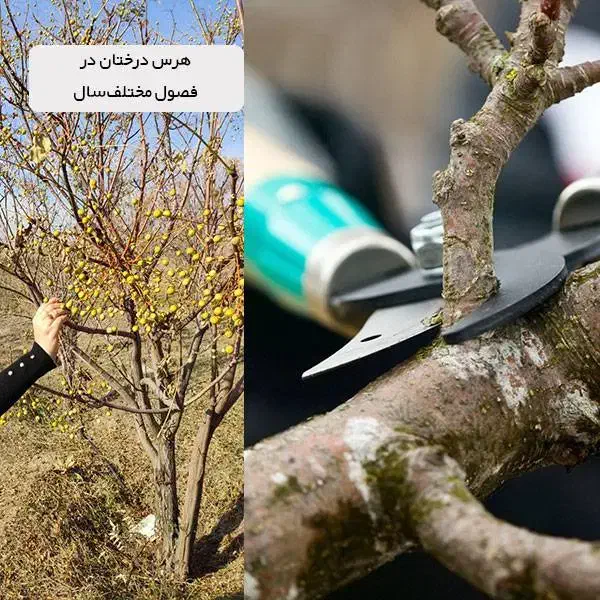 هرس انواع درختان و انگور|خدمات باغبانی و درختکاری|محمدیه-قزوین, |دیوار