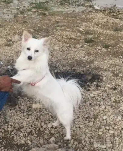 گمشده|حیوانات|شیراز, سلطان آباد|دیوار