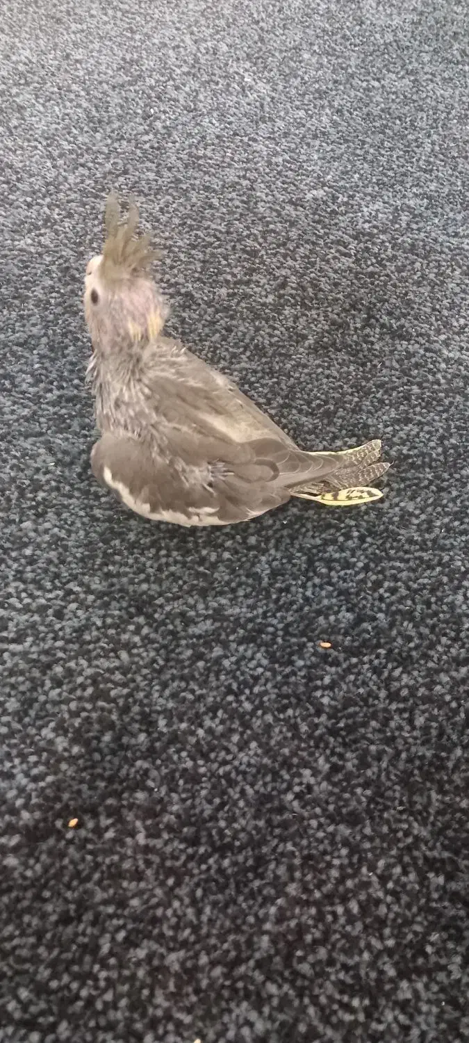 طوطی عروس|پرنده|چمران, |دیوار