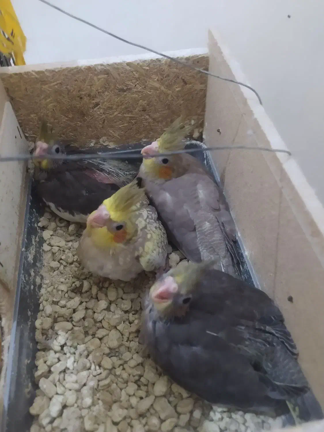 عروس هلندی|پرنده|بندر گناوه, |دیوار