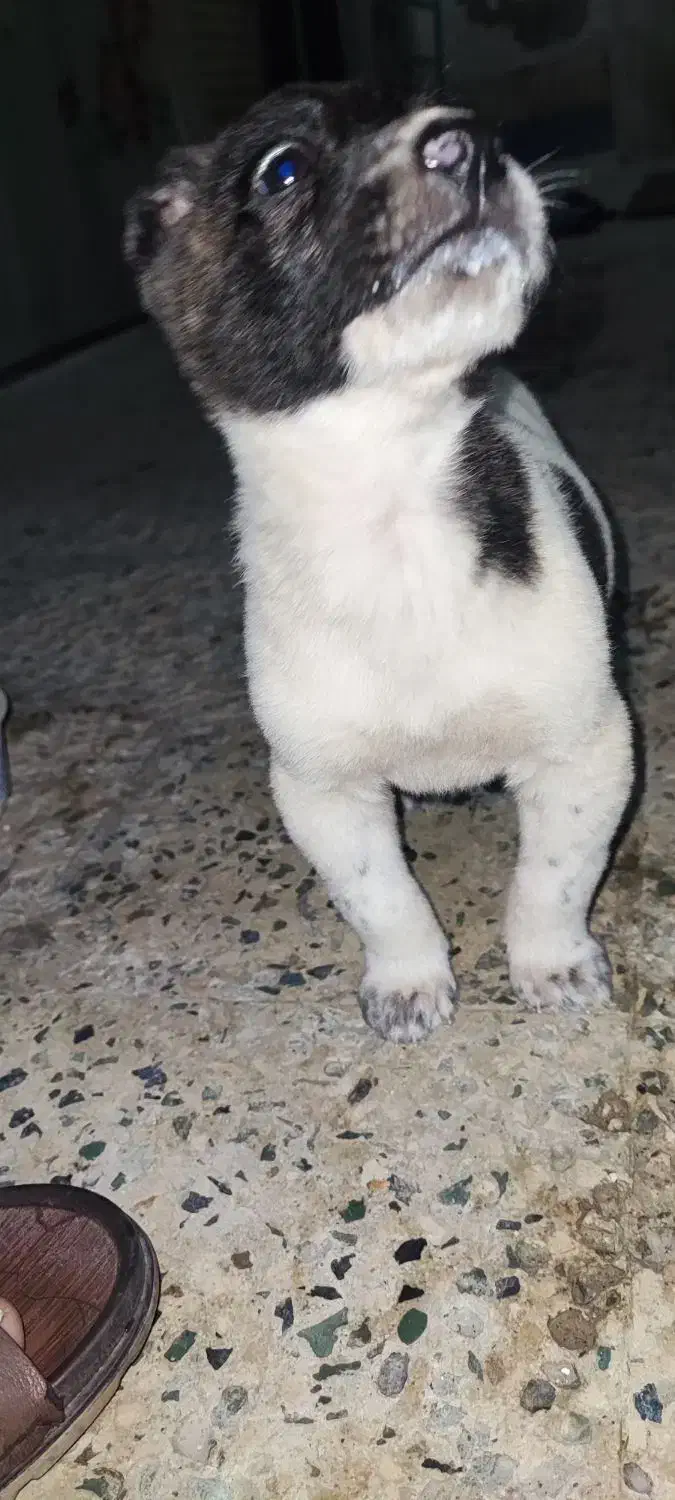 لا عکس ها مادرش|سگ|چابهار, |دیوار