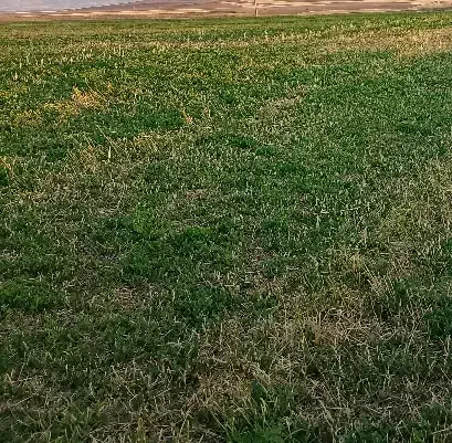 یونجه|لوازم جانبی حیوانات|دهگلان, |دیوار