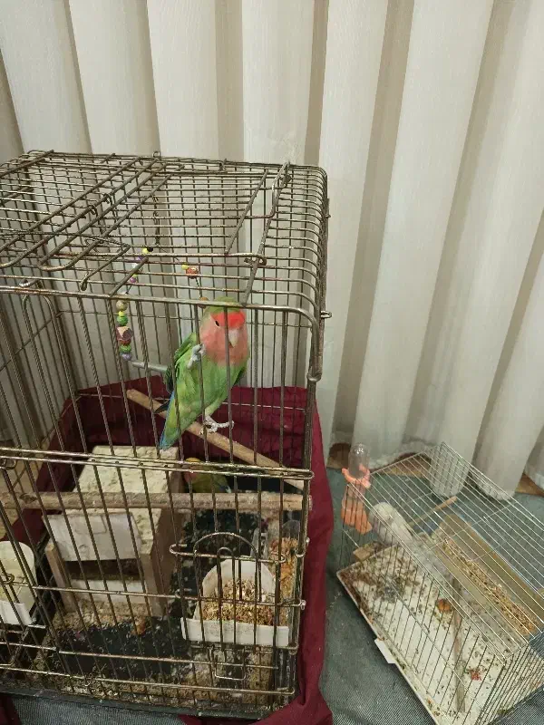 پرنده / طوطی برزیلی / 3 عدد پرنده طوطی برزیلی|پرنده|قرچک, زیبا شهر|دیوار