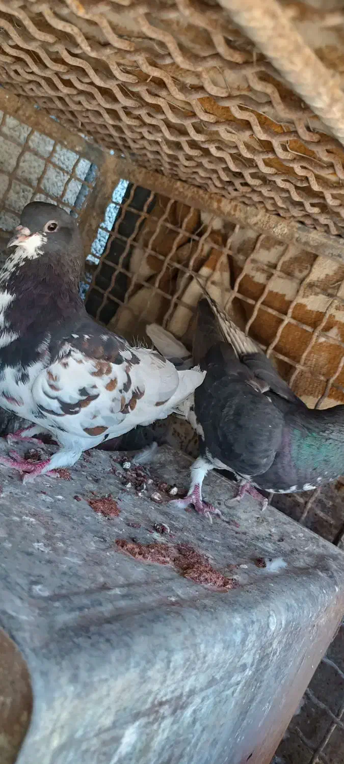 فروشی|پرنده|کازرون, |دیوار