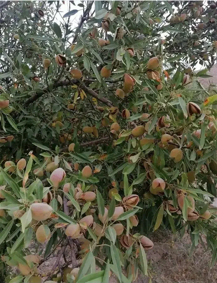 فروش فوری باغ|فروش زمین و ملک کلنگی|بوانات, |دیوار