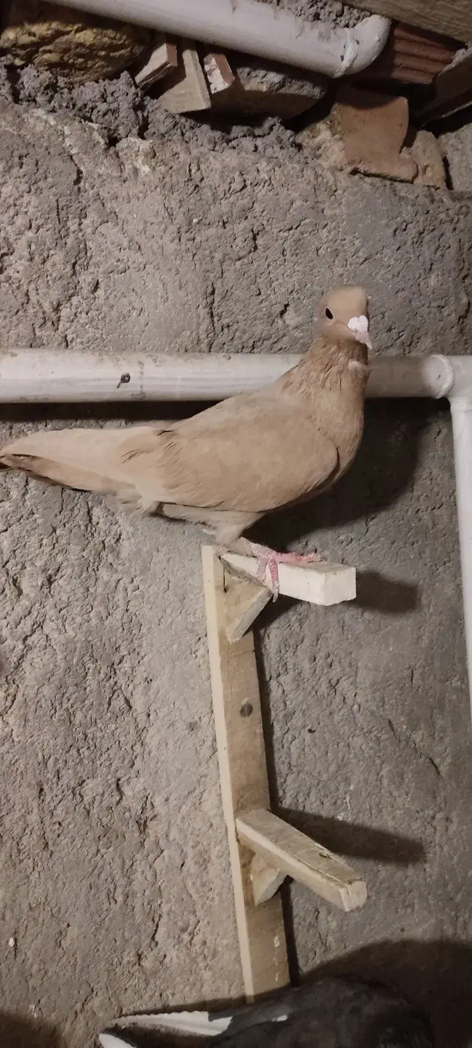 نر زرد نر دم نقره ای|پرنده|کرمان, |دیوار