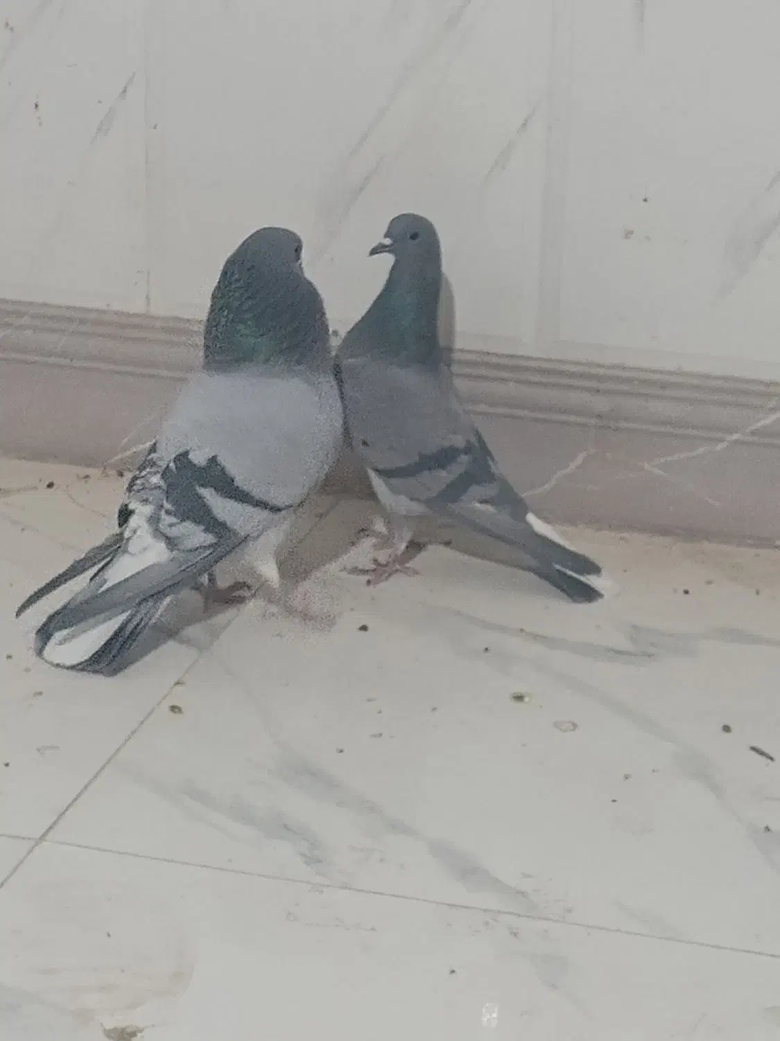 کیوتر دمگیر|پرنده|شاهین‌شهر, گزبرخوار|دیوار