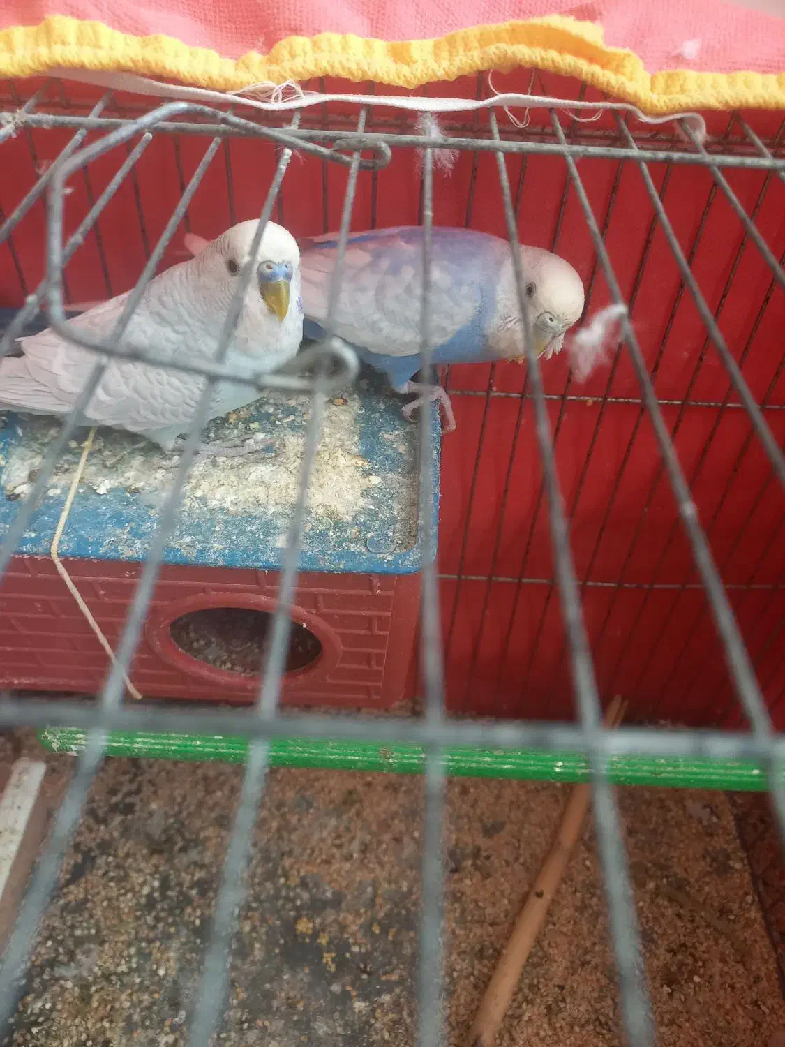 مرغ عشق.  ۱۵۰۰|پرنده|دهدشت, |دیوار