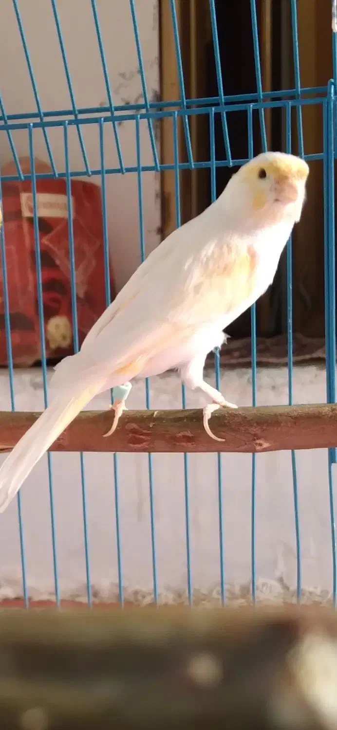 قناری نر|پرنده|ساوه, |دیوار