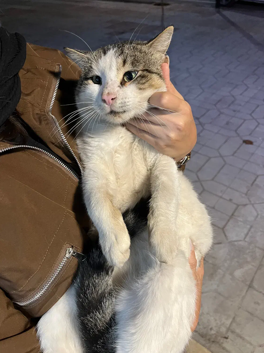 واگذاری گربه|گربه|سرخرود, |دیوار