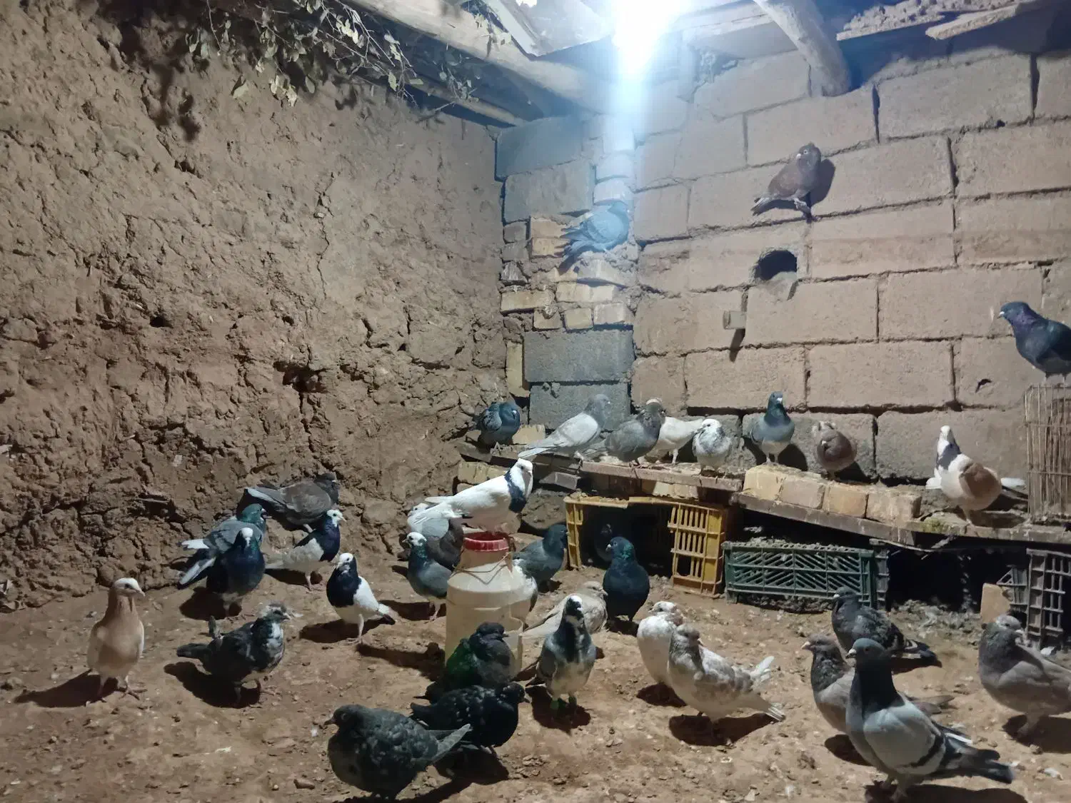 جفتی ۲۶۰|پرنده|جوین, |دیوار