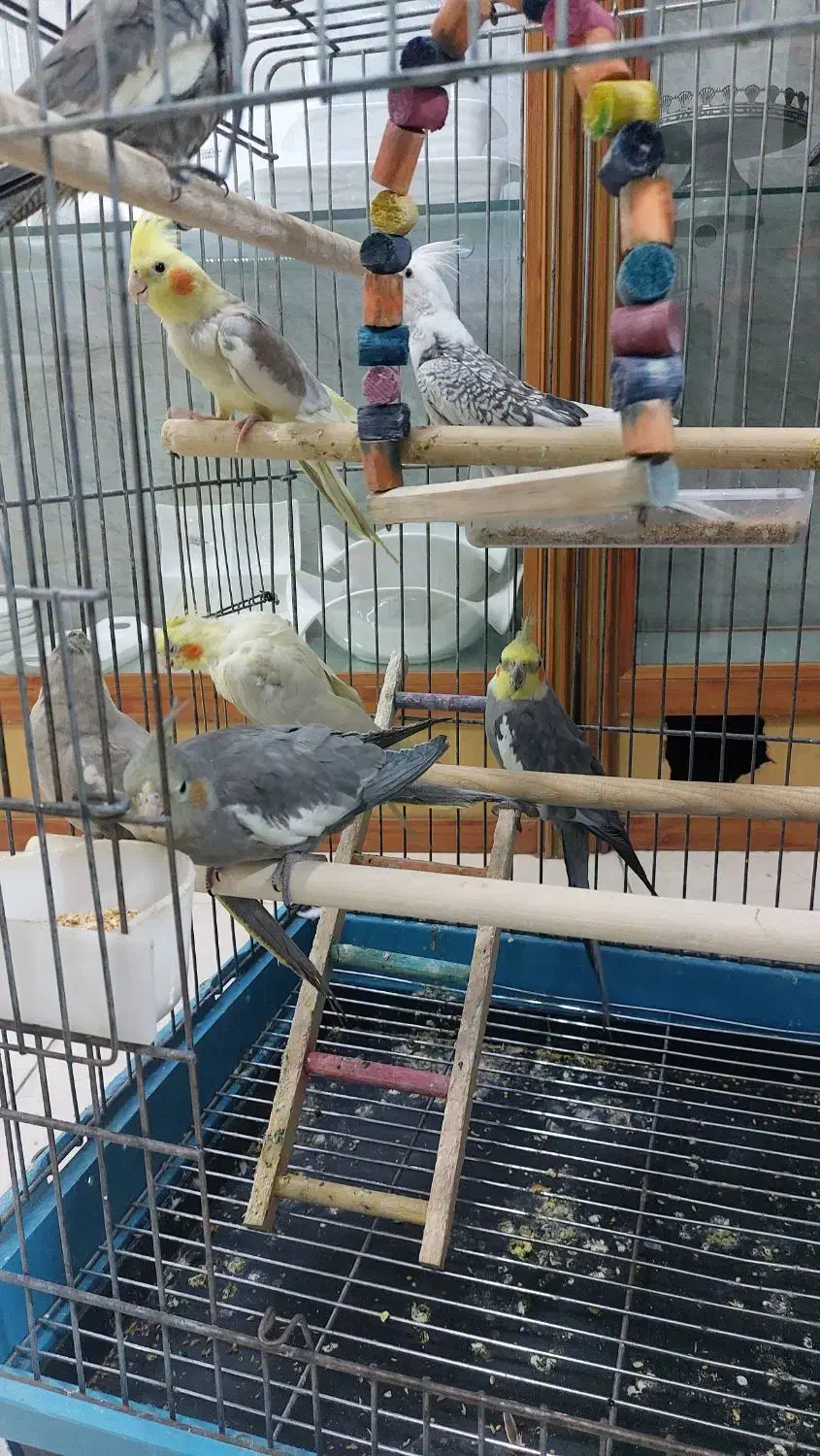 عروس هلندی البینو|پرنده|باغستان, |دیوار