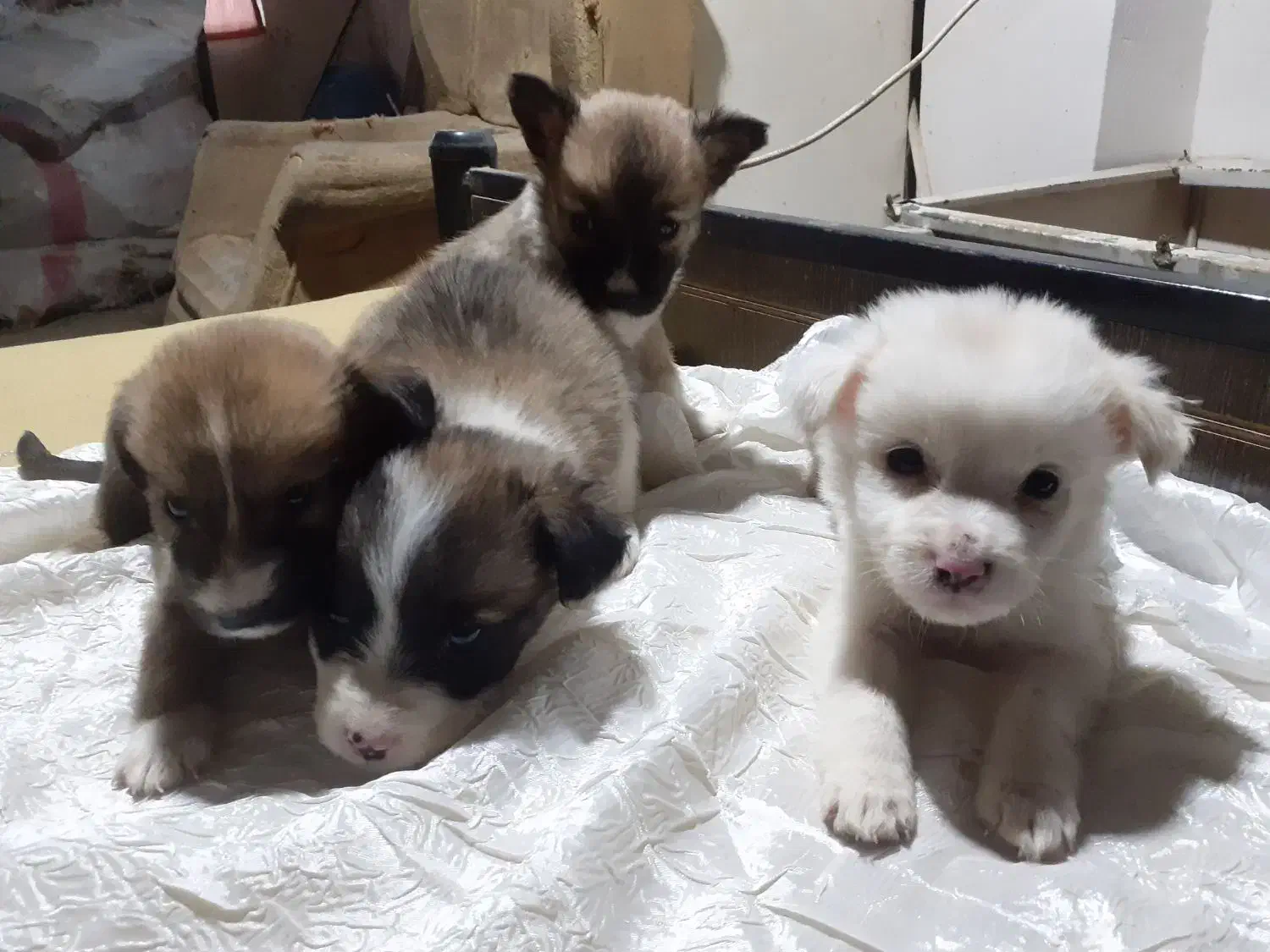 ۴عددسگ ماده ازنژاداشپیتز|سگ|اراک, |دیوار