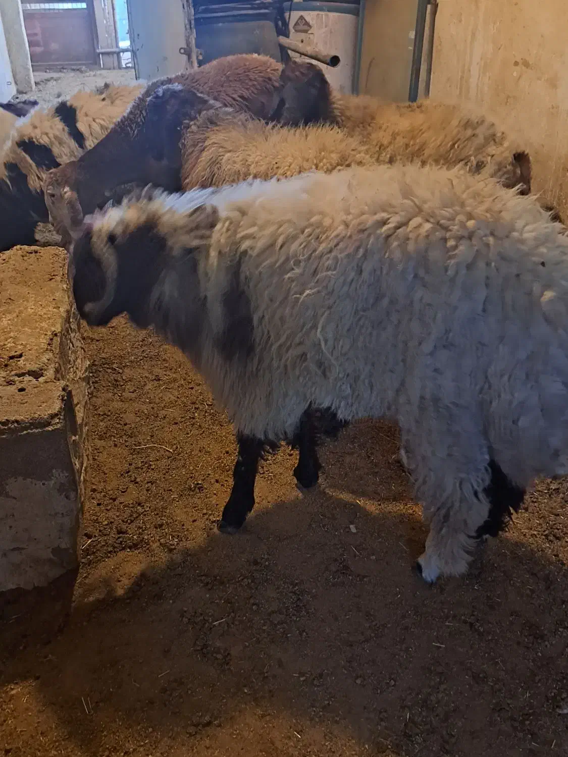 بزچاق|حیوانات مزرعه|بندر کنگان, |دیوار