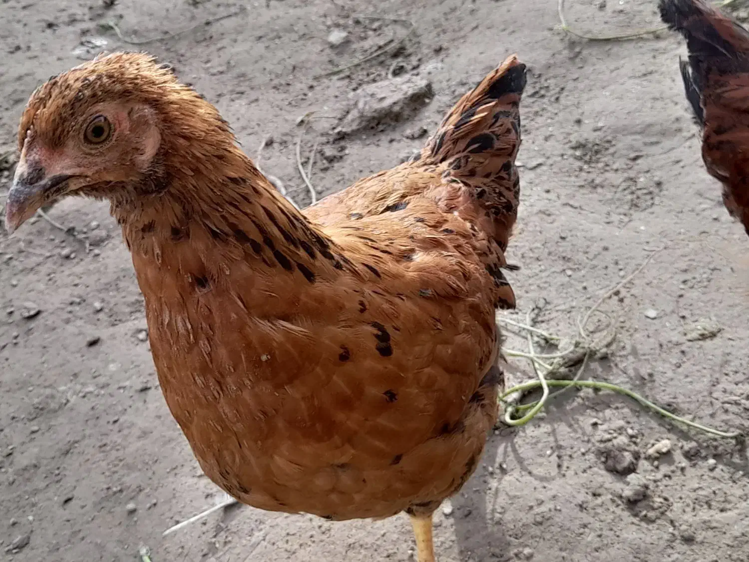 مرغ و خروس نیمچه|حیوانات مزرعه|سیمین شهر, |دیوار