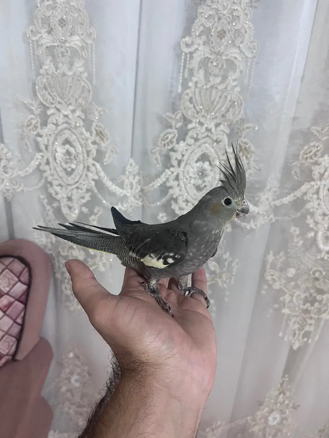 عروس هلندی|پرنده|اردبیل, |دیوار