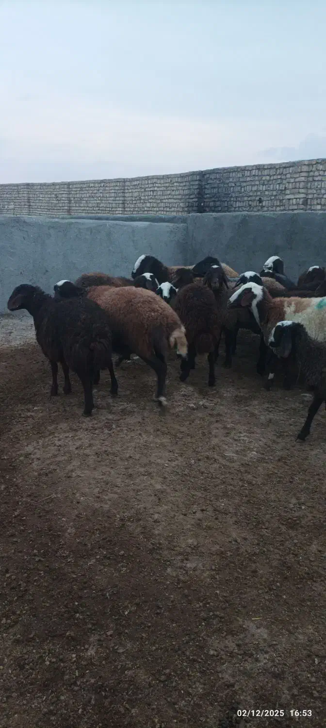 هیجده راس بره ماده و گاو قصر|حیوانات مزرعه|کمیجان, |دیوار